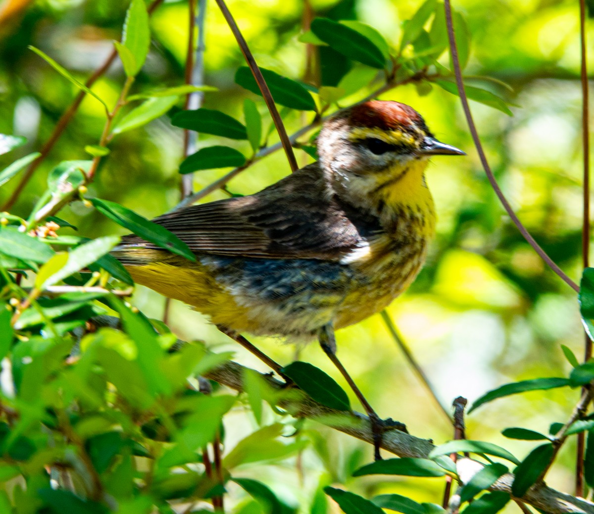 Palm Warbler - ML633746007