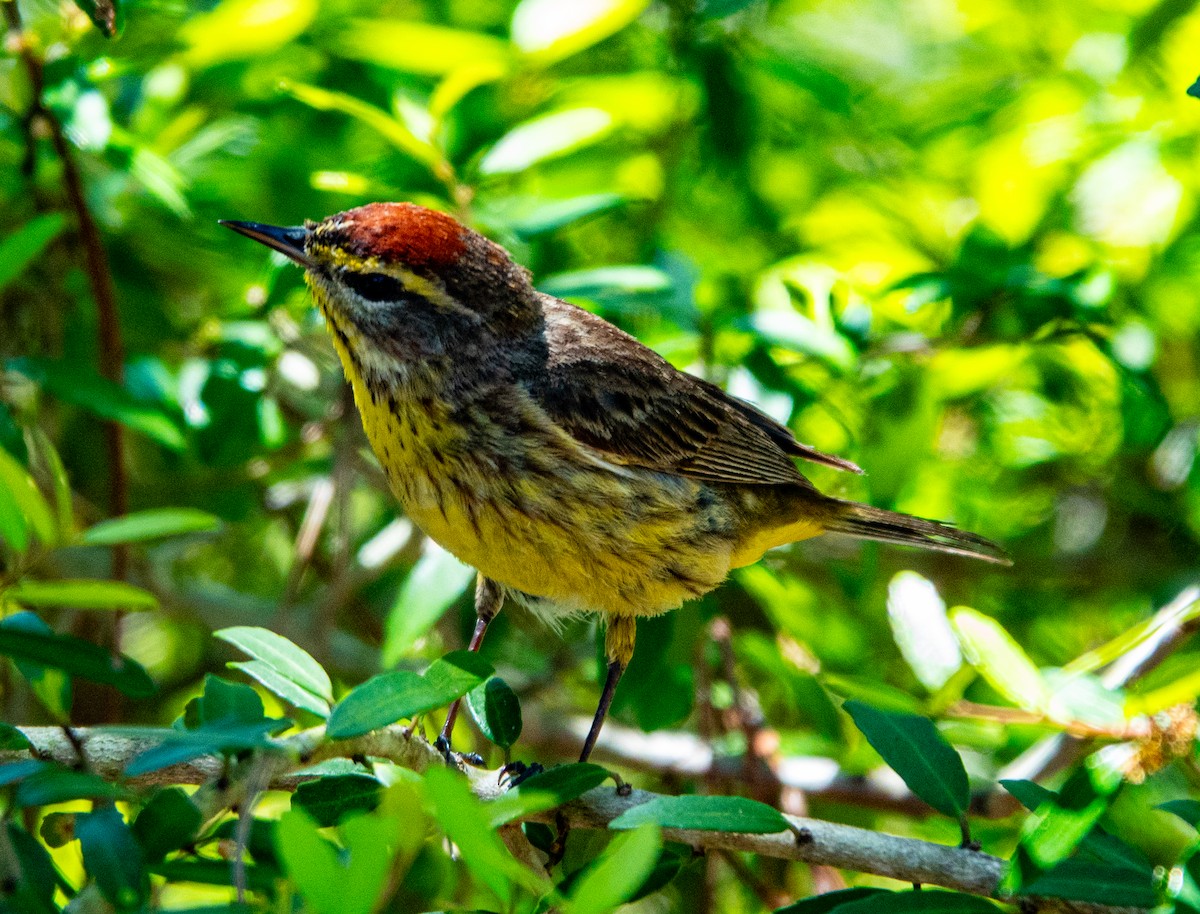 Palm Warbler - ML633746008