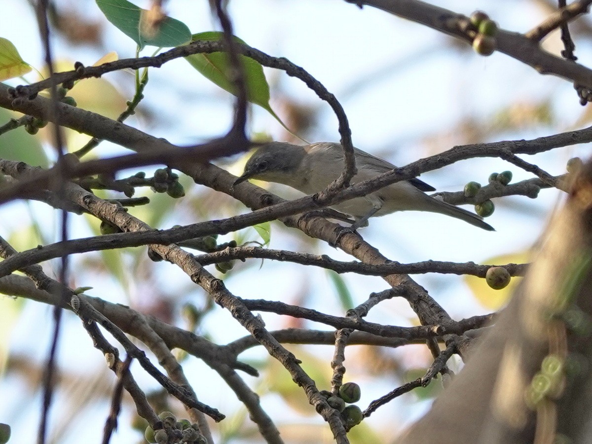Lesser Whitethroat - ML633746011