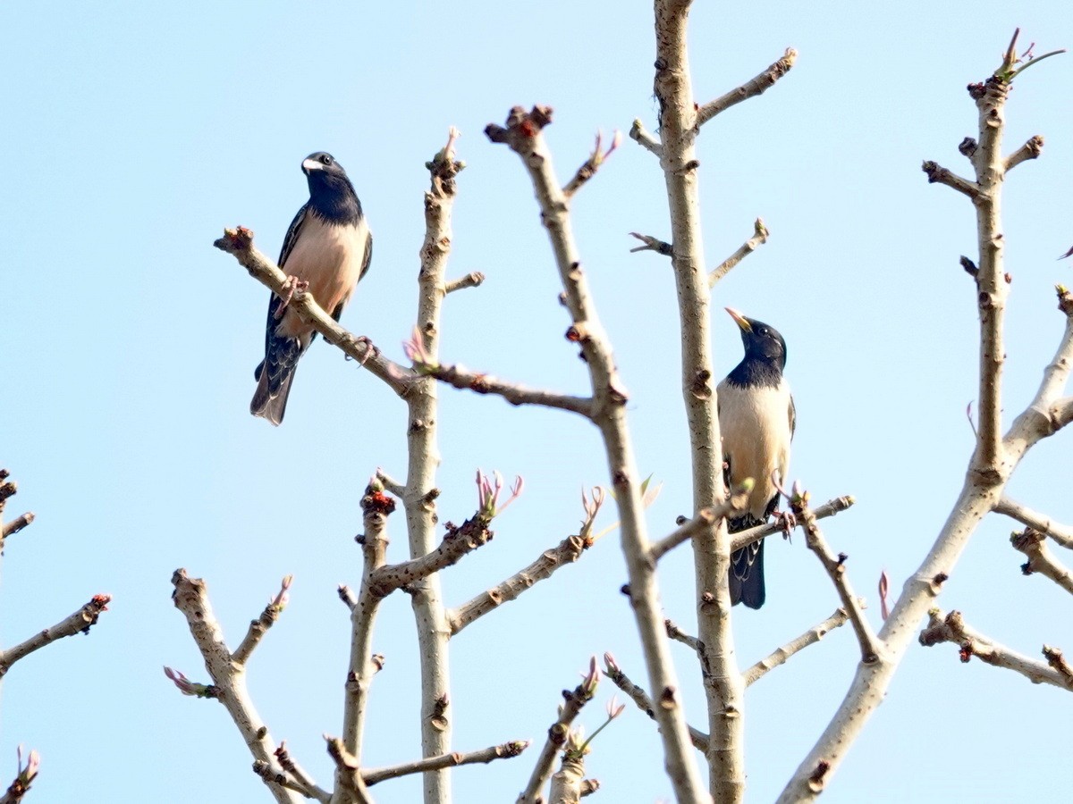 Rosy Starling - ML633746015