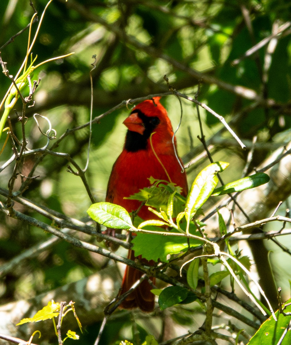 Northern Cardinal - ML633746016