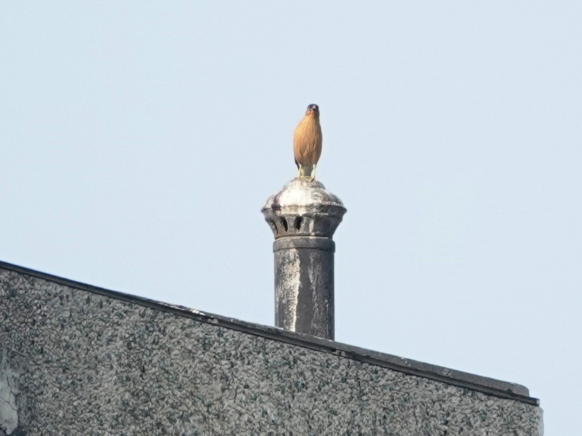 Brahminy Starling - ML633746021