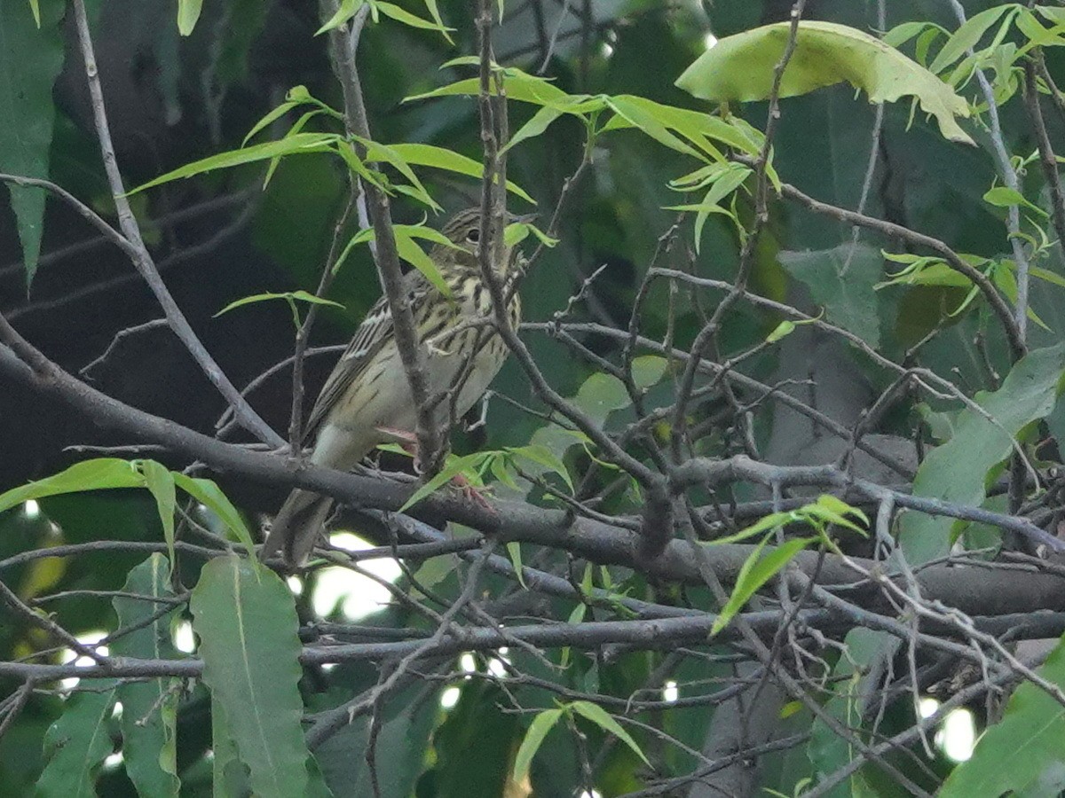 Tree Pipit - ML633746031