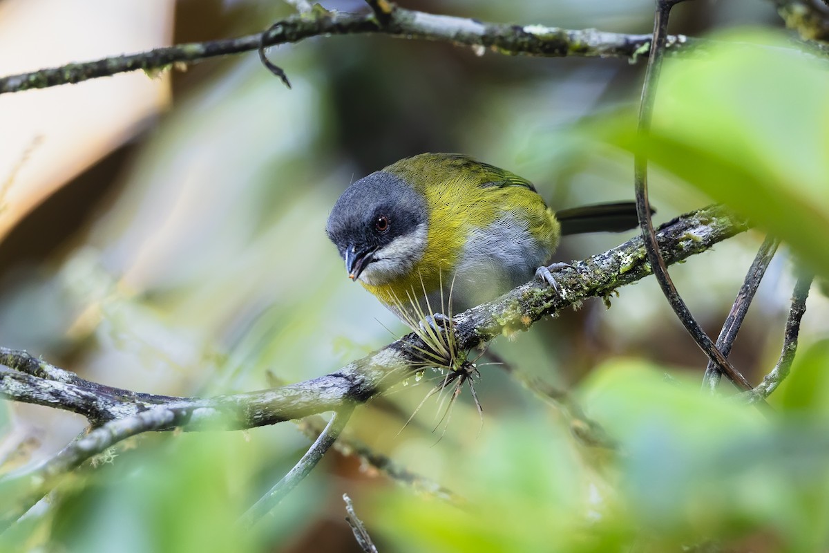 Ashy-throated Chlorospingus - ML633746066