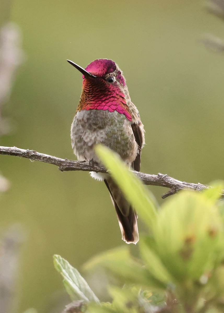 Anna's Hummingbird - ML633746274