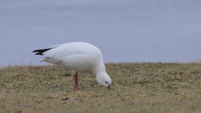 Ross's Goose - ML633746346