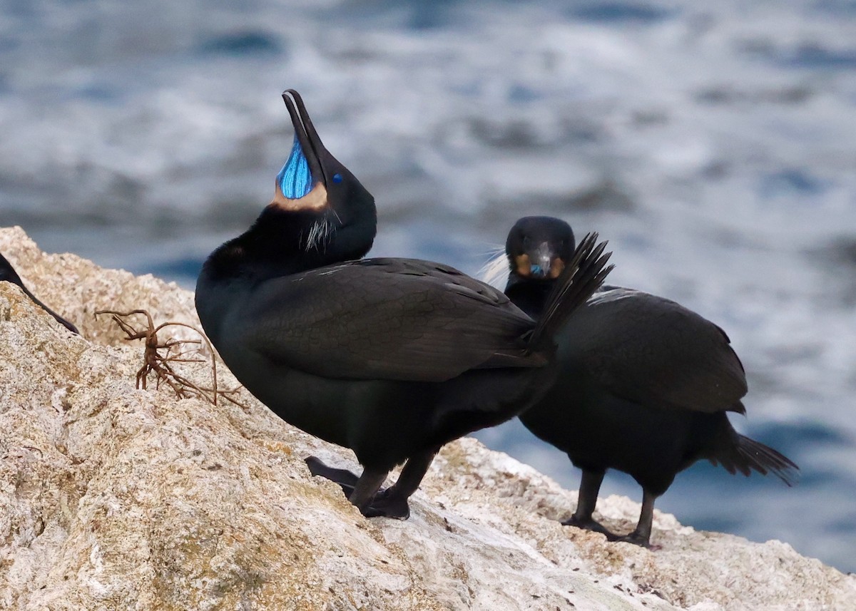 Brandt's Cormorant - ML633746400