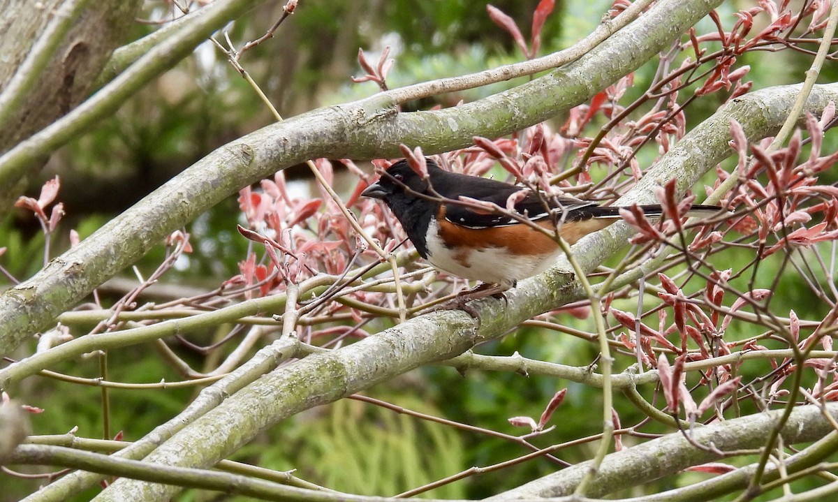 Eastern Towhee - ML633746412