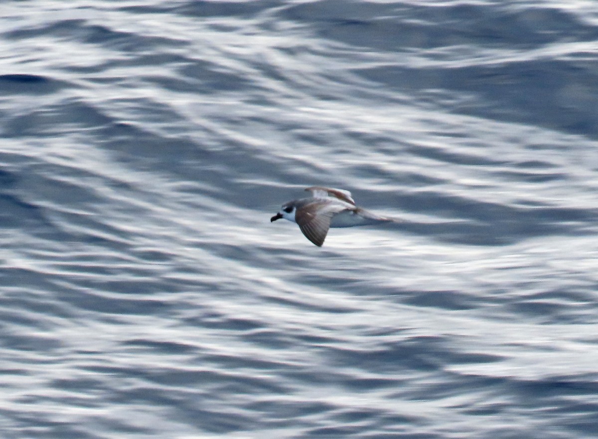 Masatierra Petrel - ML633746431