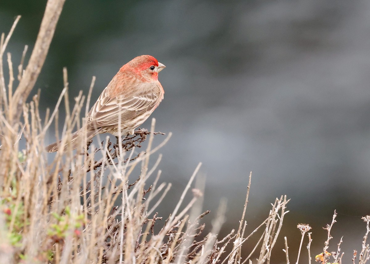 House Finch - ML633746461