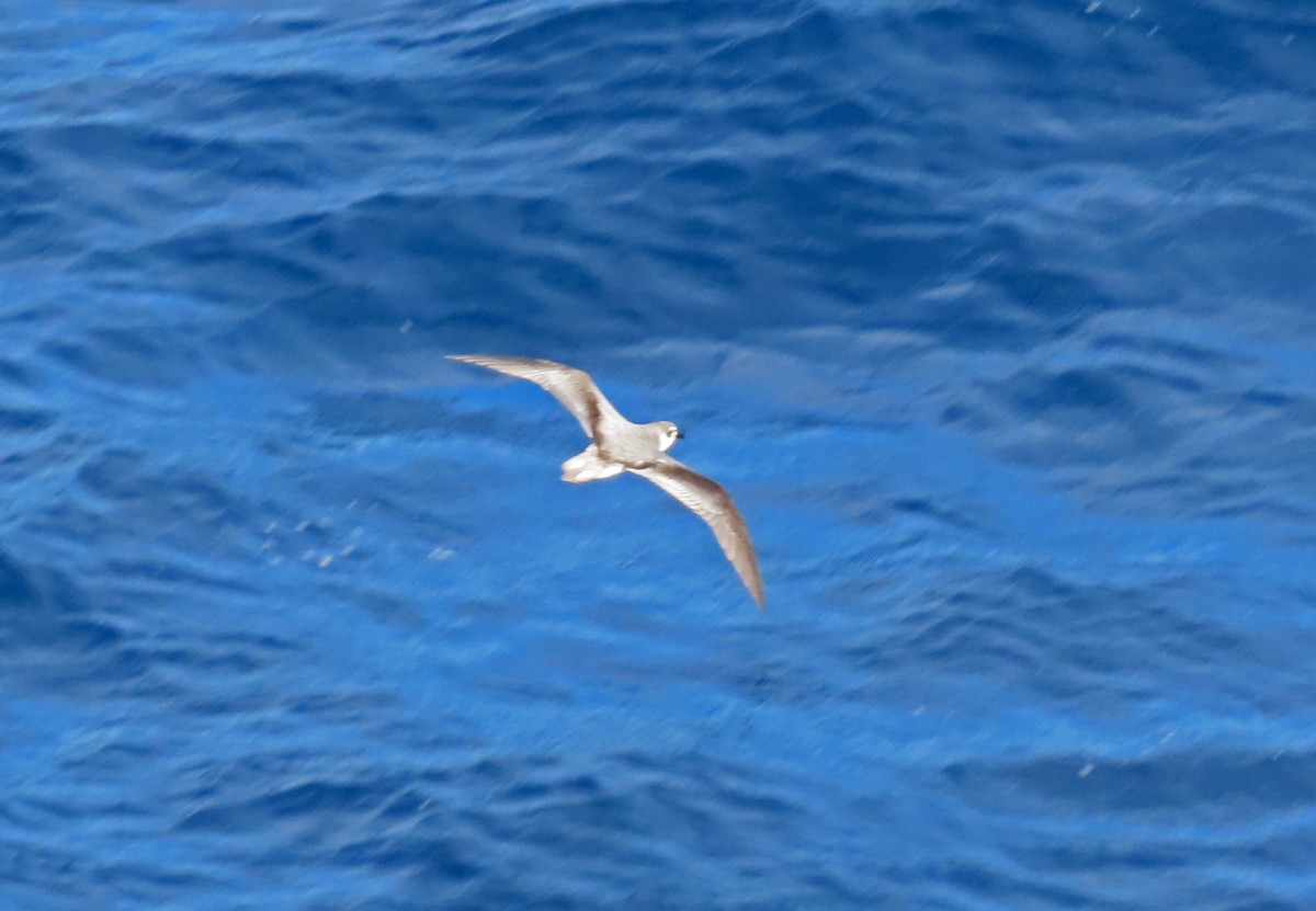 Masatierra Petrel - ML633746550