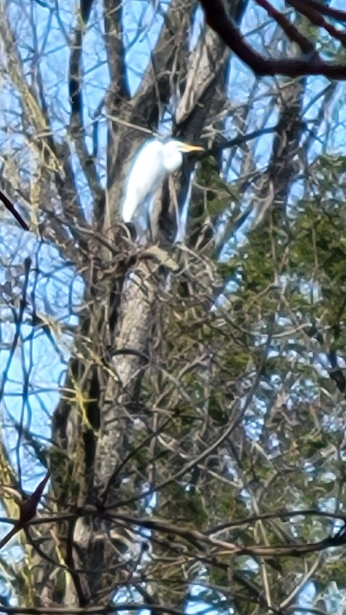 Great Egret - ML633746573