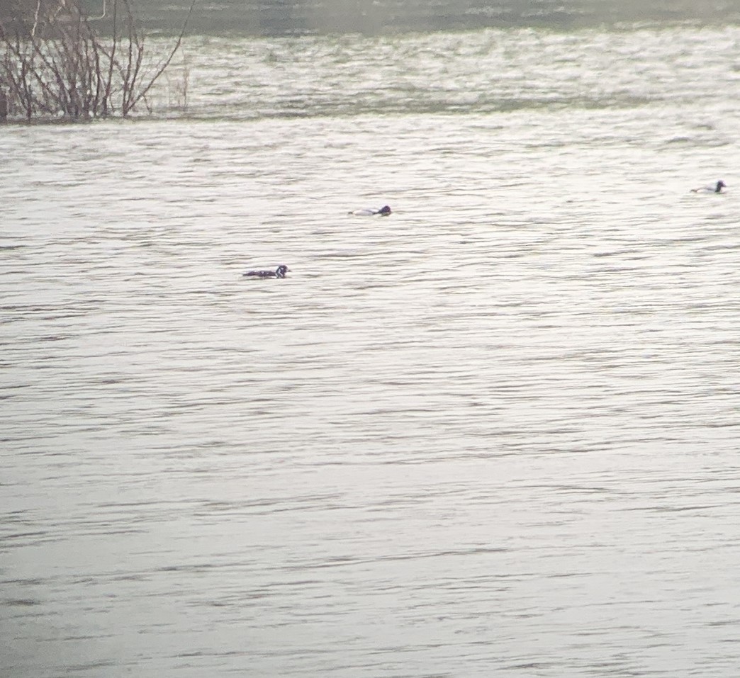 kačka strakatá - ML633746650