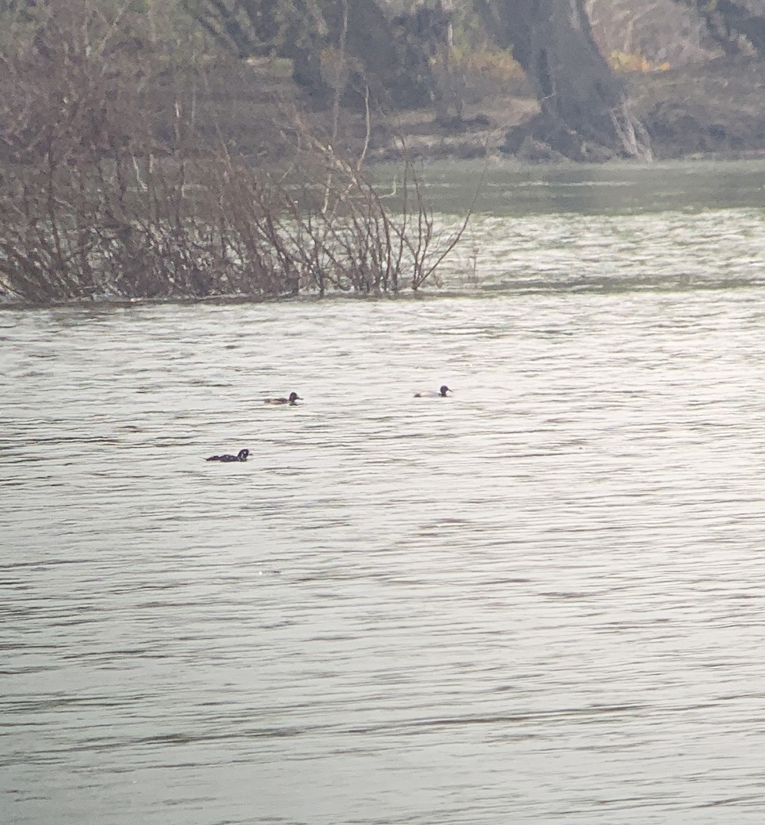 kačka strakatá - ML633746651