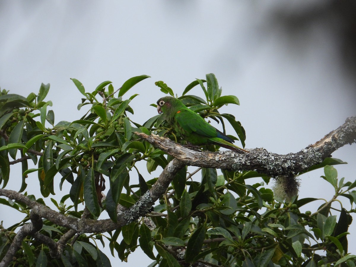 Santa Marta Parakeet - ML633746788