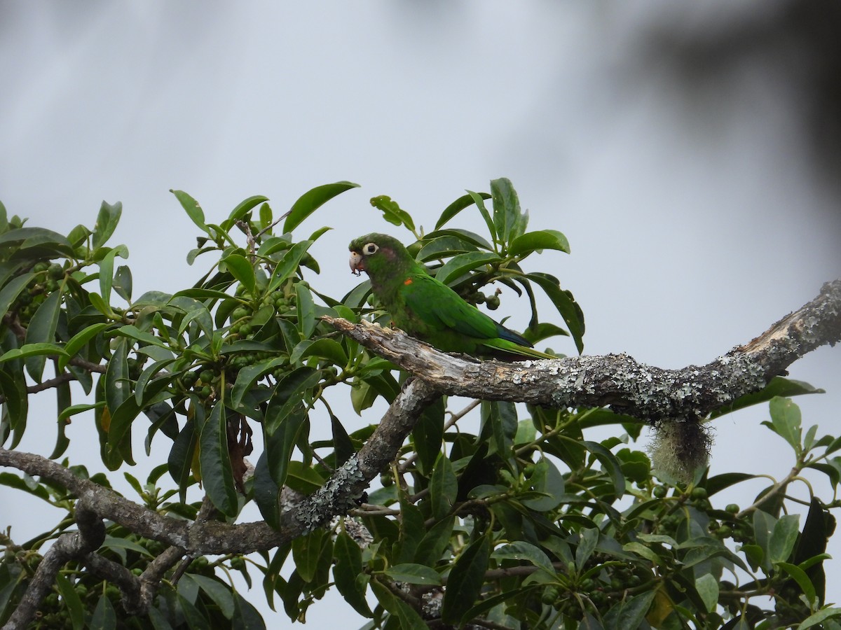 Santa Marta Parakeet - ML633746790