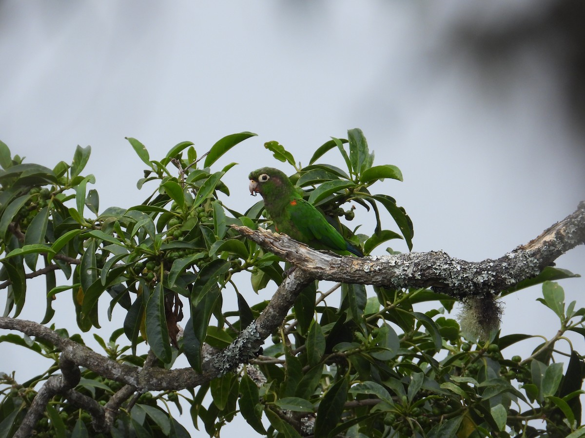 Santa Marta Parakeet - ML633746791