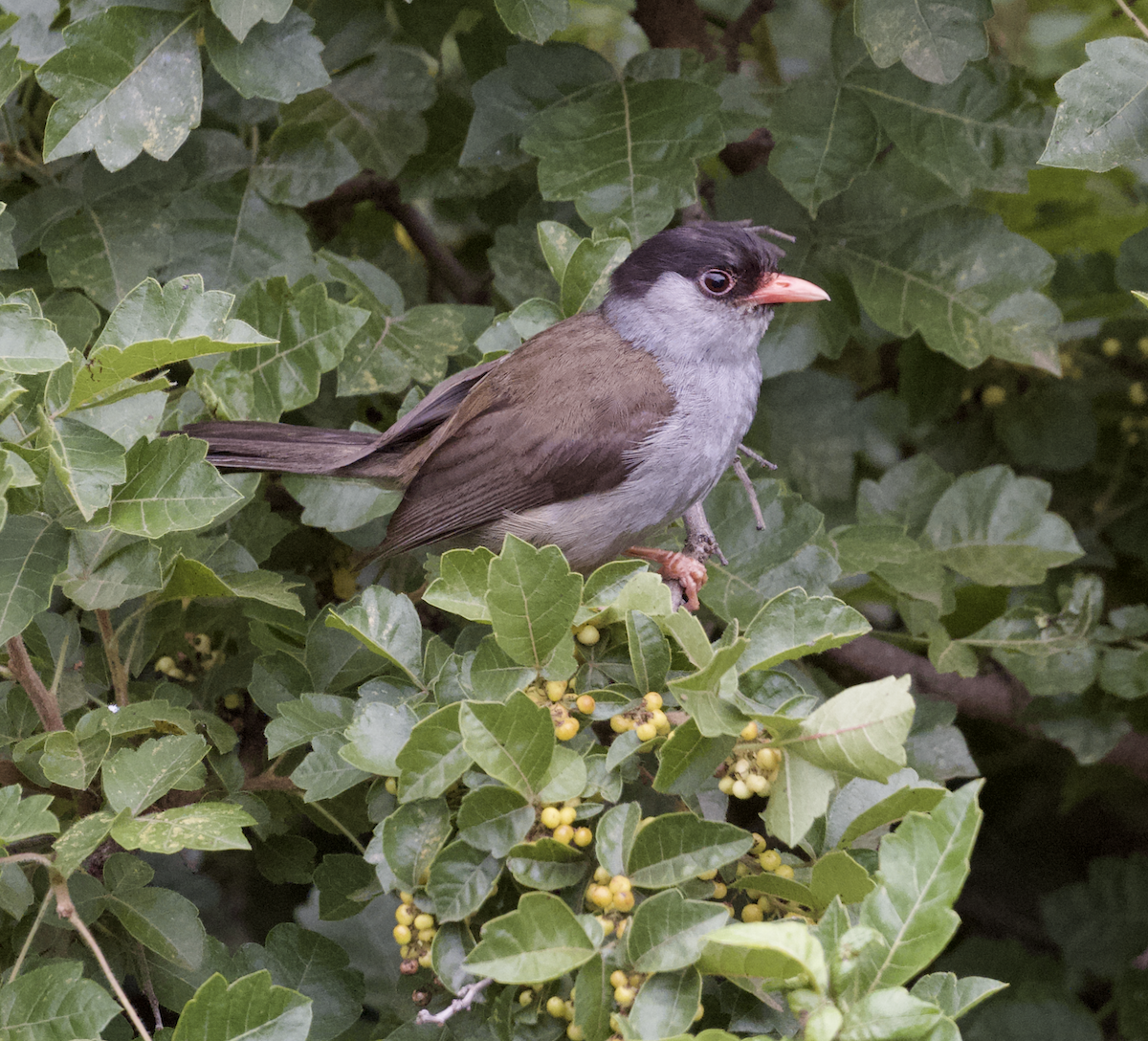 Bush Blackcap - ML633746806