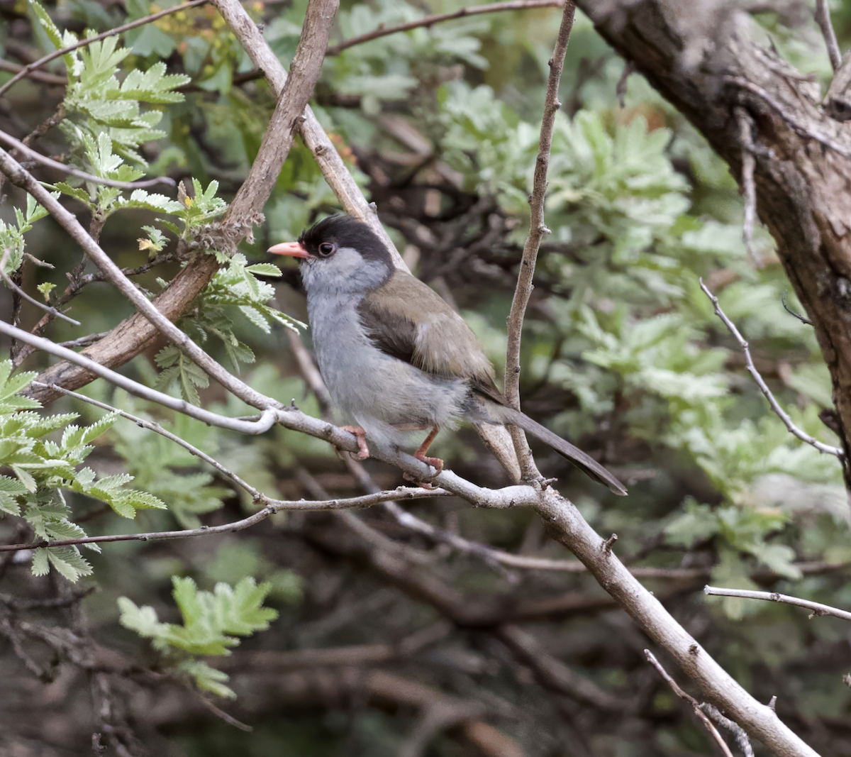 Bush Blackcap - ML633746808