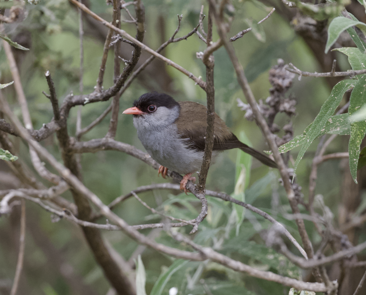 Bush Blackcap - ML633746809