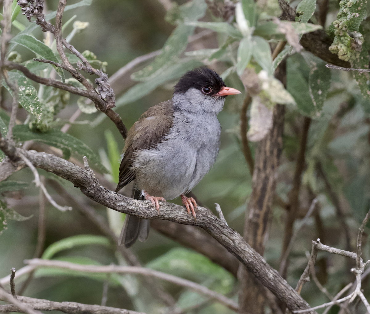 Bush Blackcap - ML633746810