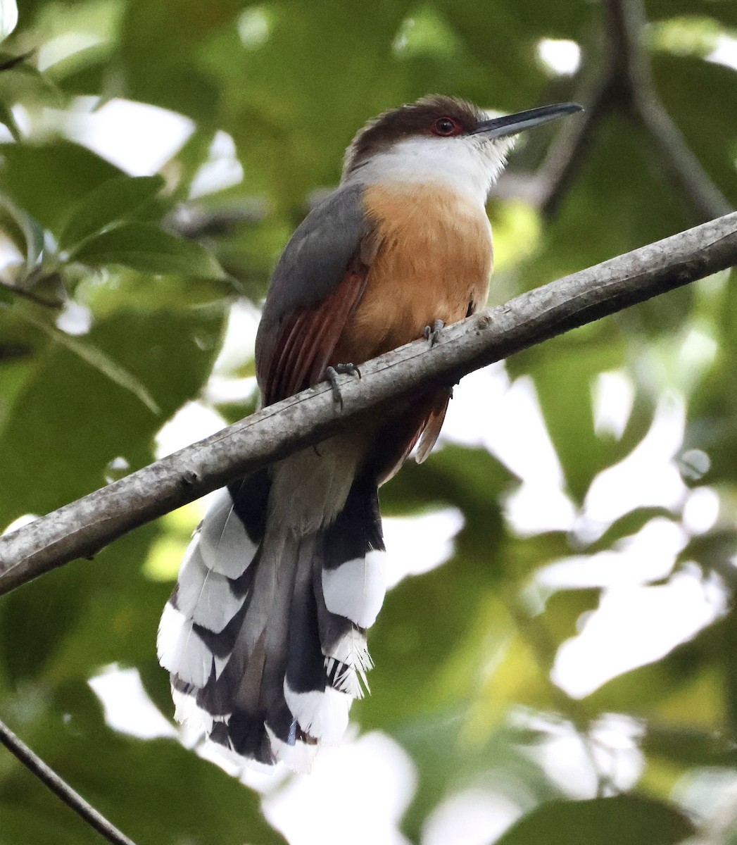 Jamaican Lizard-Cuckoo - ML633746820