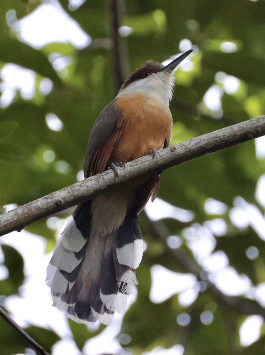 Jamaican Lizard-Cuckoo - ML633746825