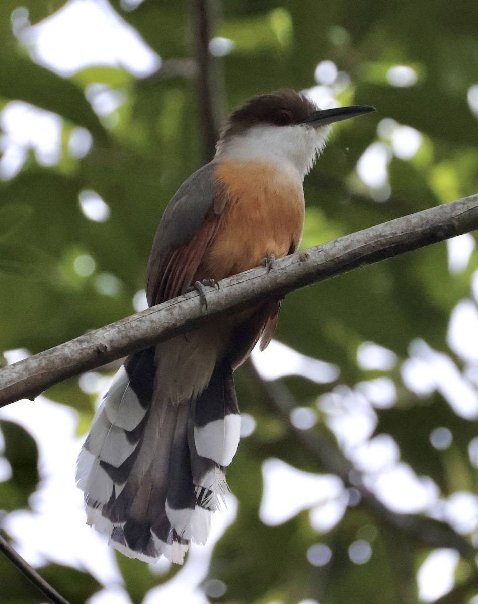 Jamaican Lizard-Cuckoo - ML633746828