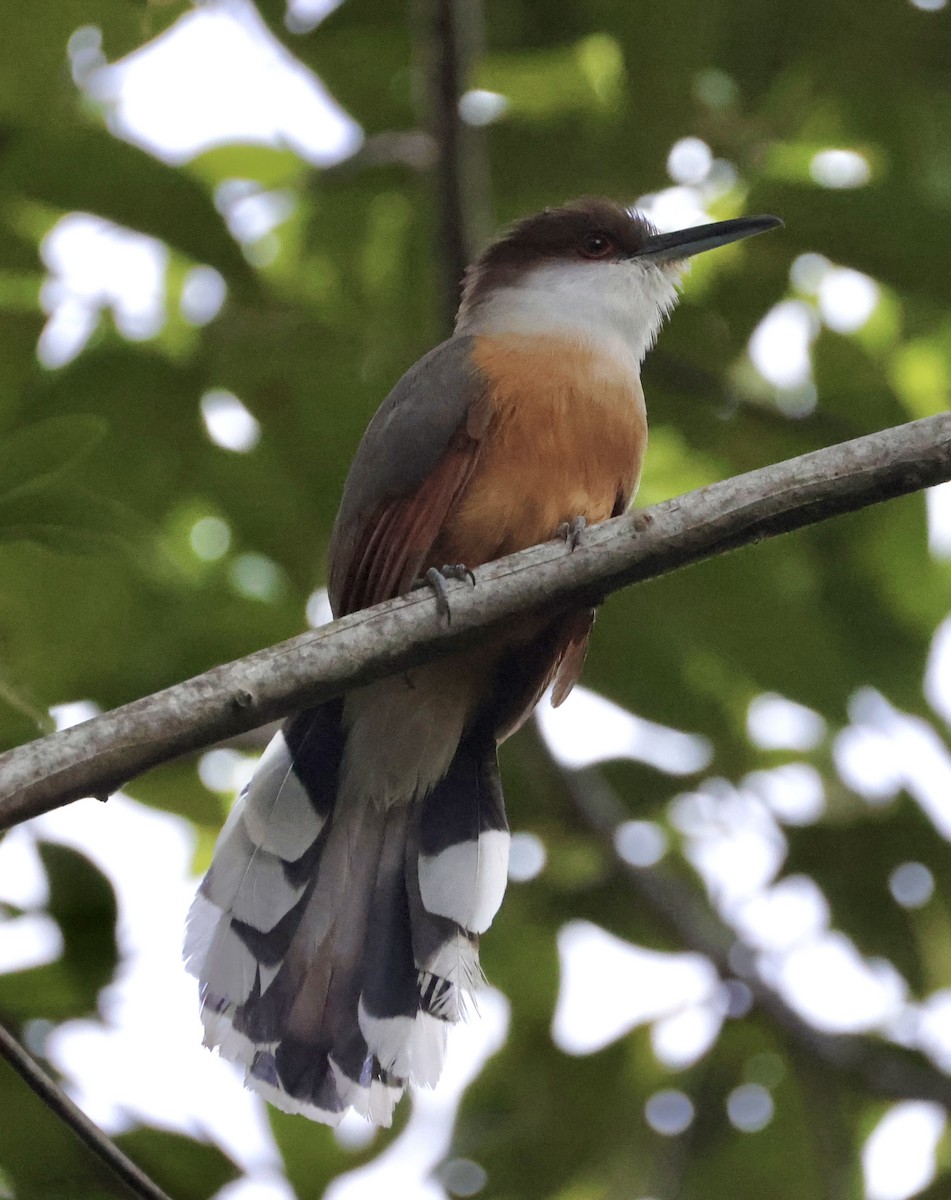 Jamaican Lizard-Cuckoo - ML633746829