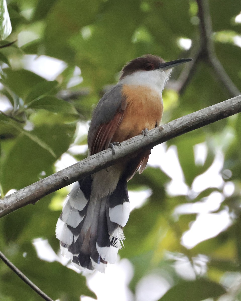 Jamaican Lizard-Cuckoo - ML633746830