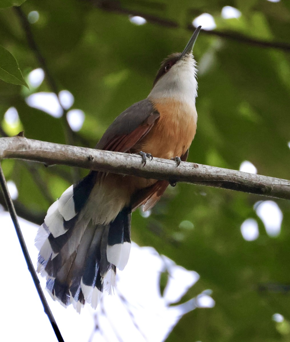 Jamaican Lizard-Cuckoo - ML633746835