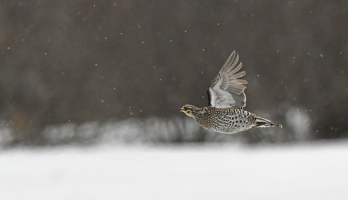 Sharp-tailed Grouse - ML633746889