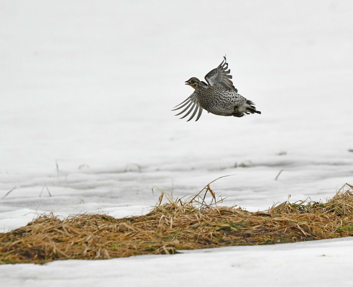 Sharp-tailed Grouse - ML633746890