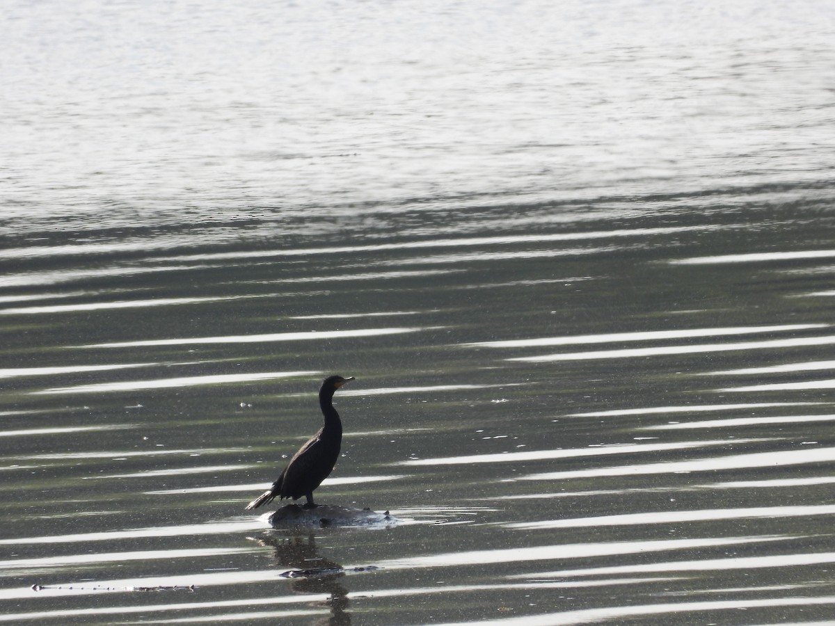 Double-crested Cormorant - ML633746905