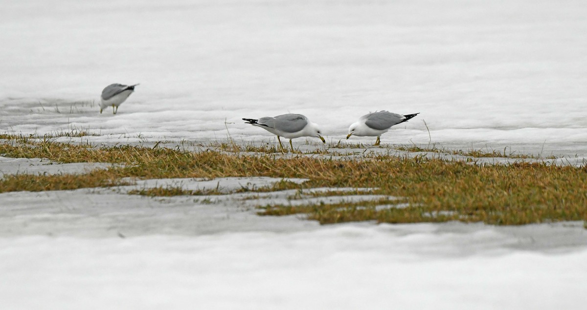 Ring-billed Gull - ML633746907