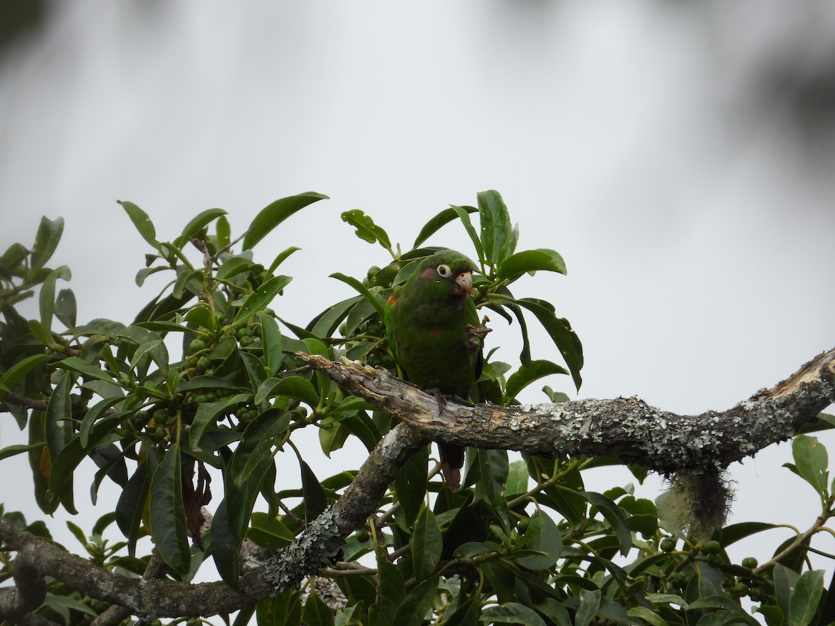 Santa Marta Parakeet - ML633746949