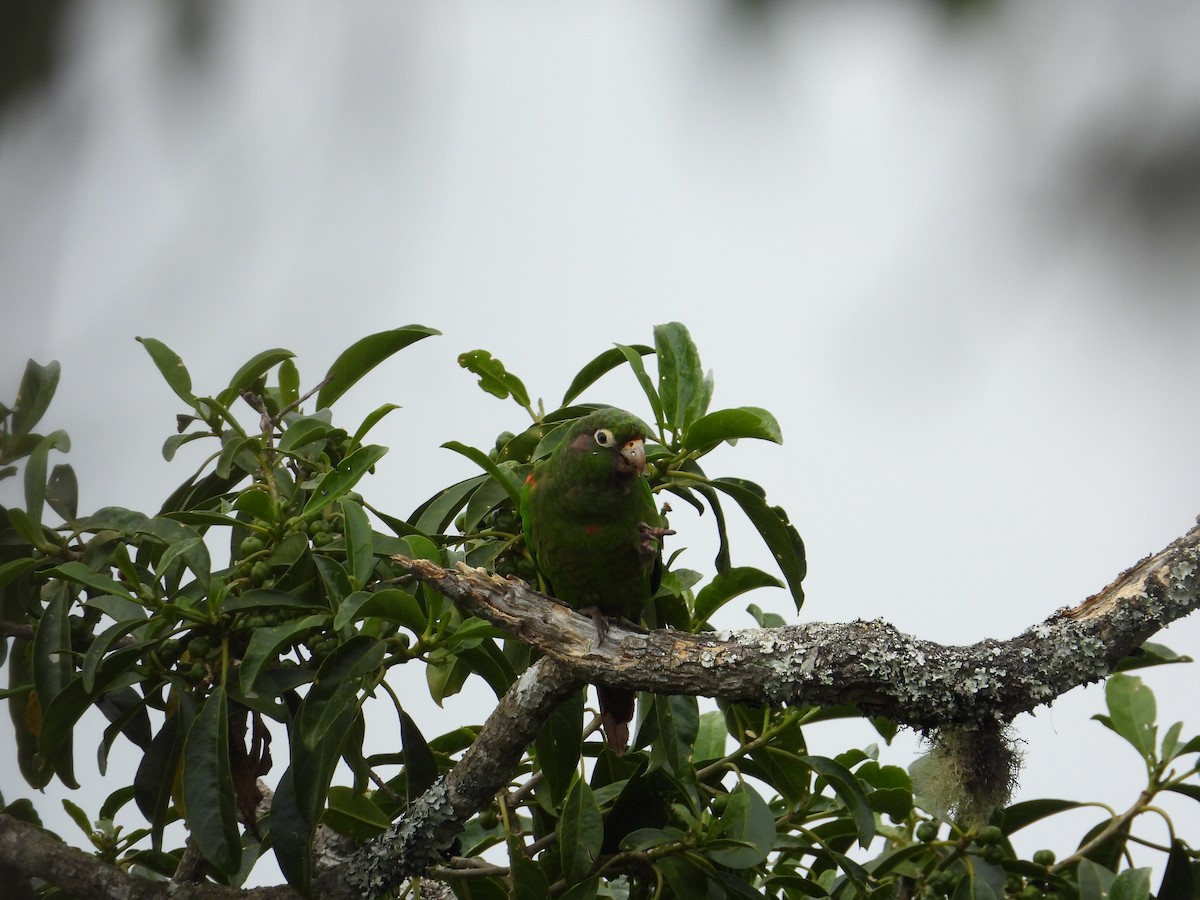 Santa Marta Parakeet - ML633746950
