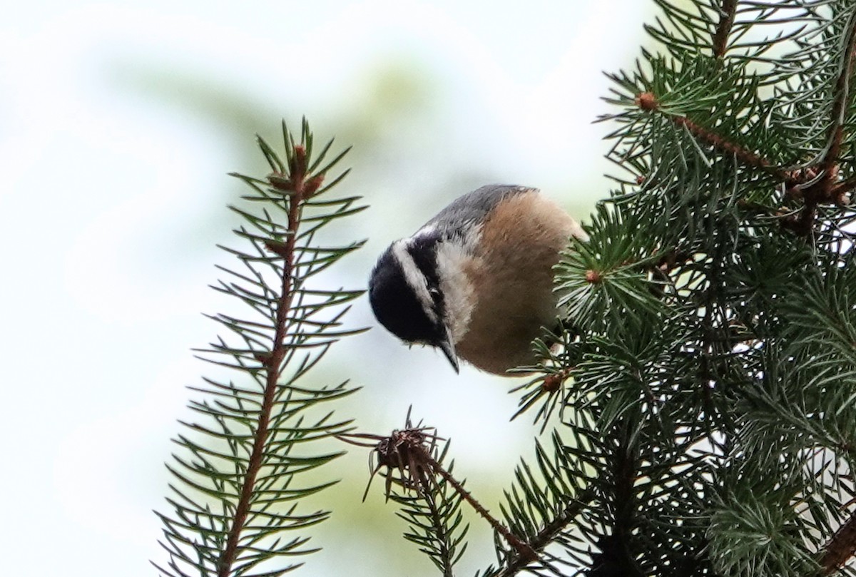 Red-breasted Nuthatch - ML633746956