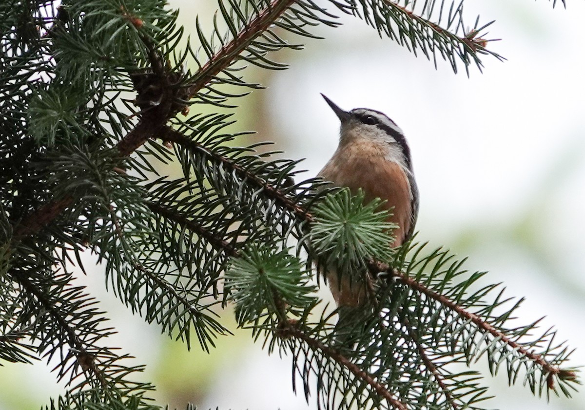 Red-breasted Nuthatch - ML633746957