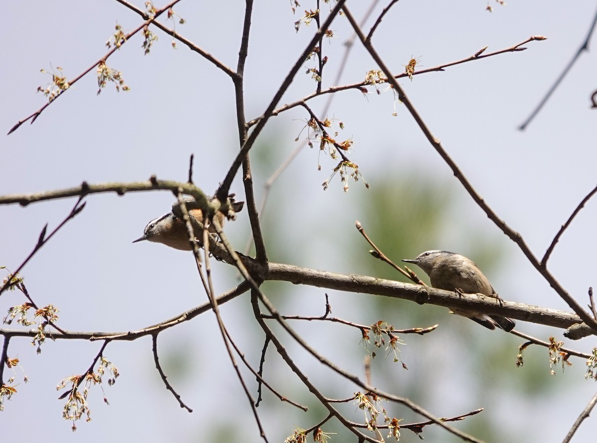 Red-breasted Nuthatch - ML633746958