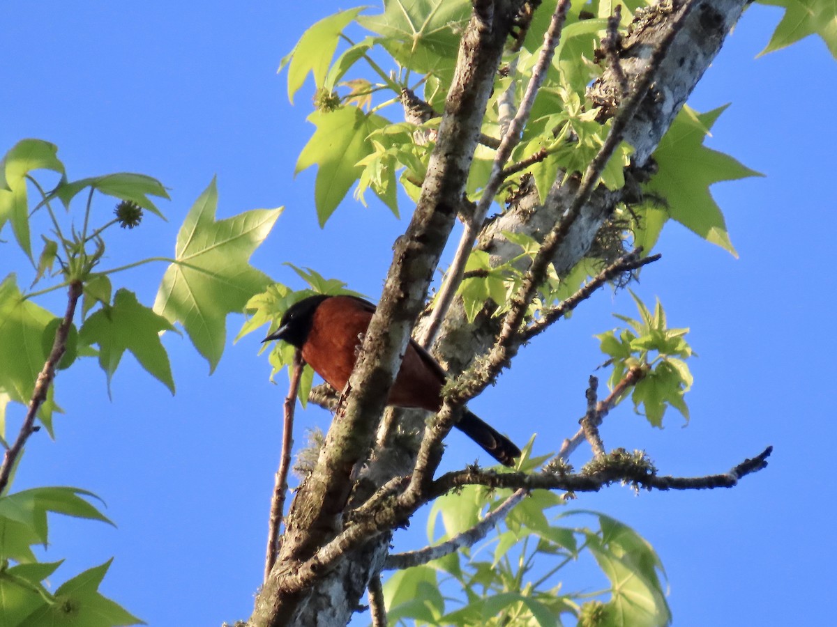 Orchard Oriole - ML633747027
