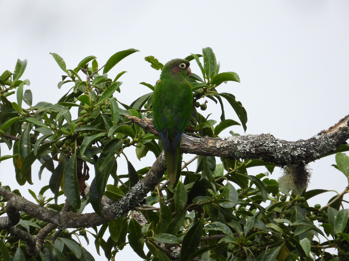 Santa Marta Parakeet - ML633747064
