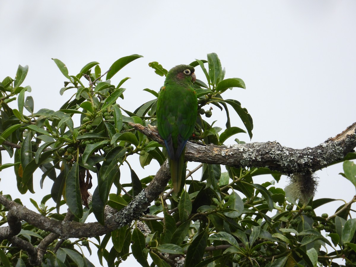 Santa Marta Parakeet - ML633747068