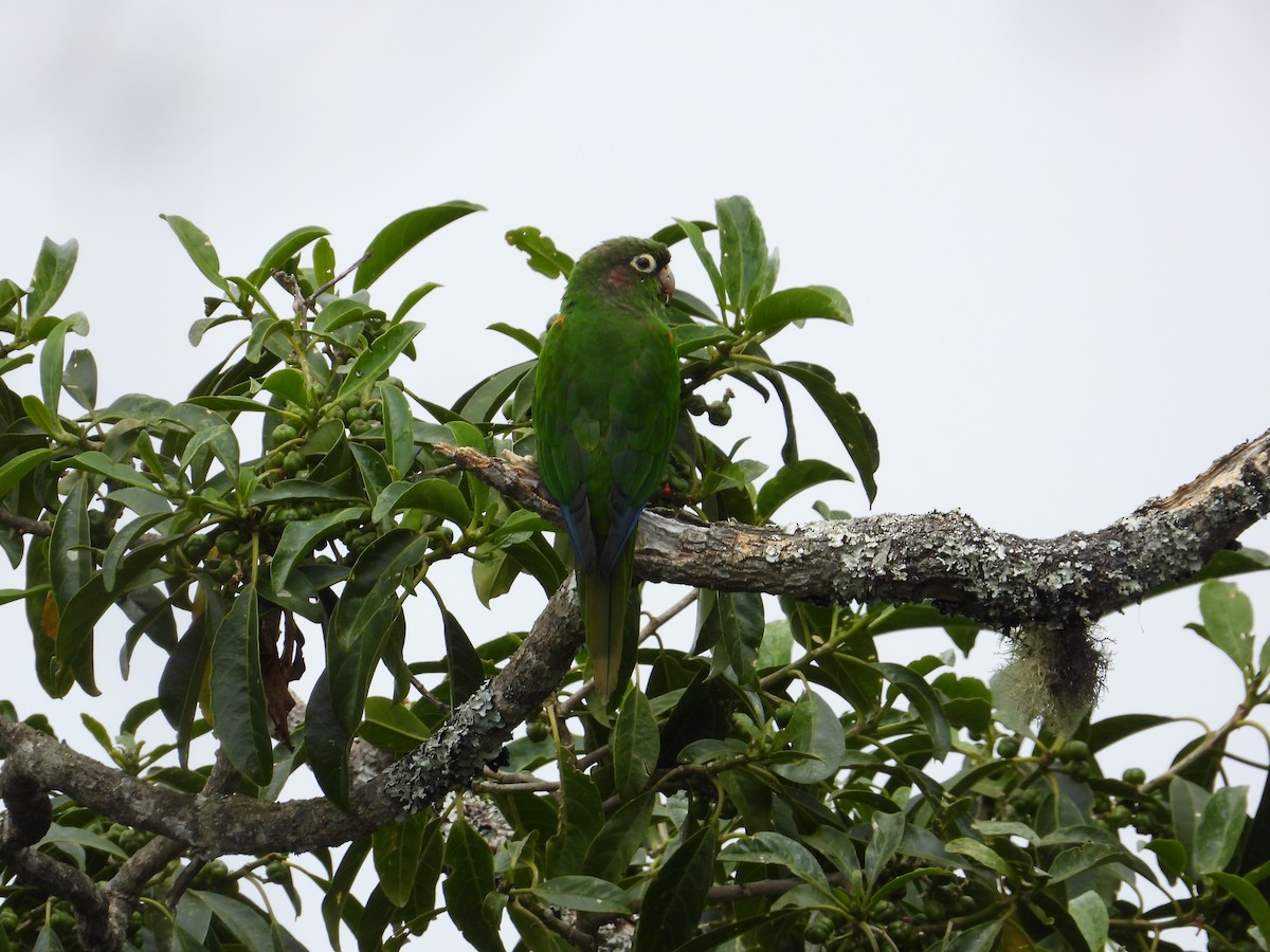 Santa Marta Parakeet - ML633747069