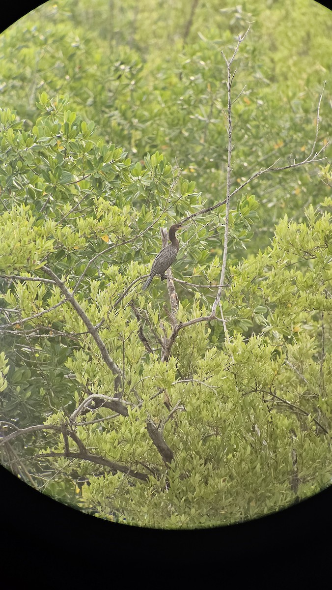 Neotropic Cormorant - ML633747155