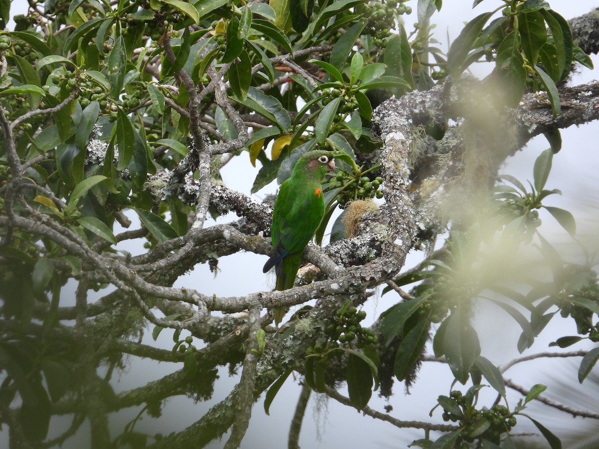 Santa Marta Parakeet - ML633747213