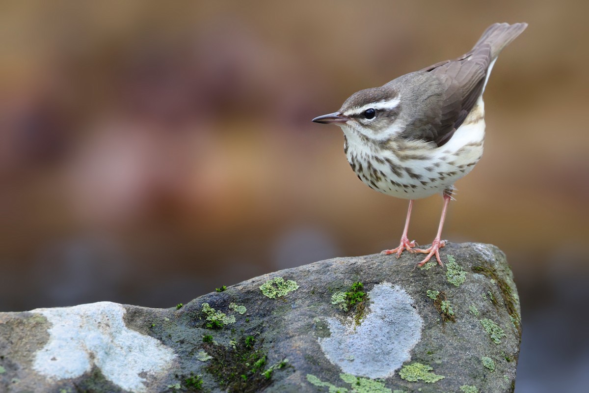 Louisiana Waterthrush - ML633747214