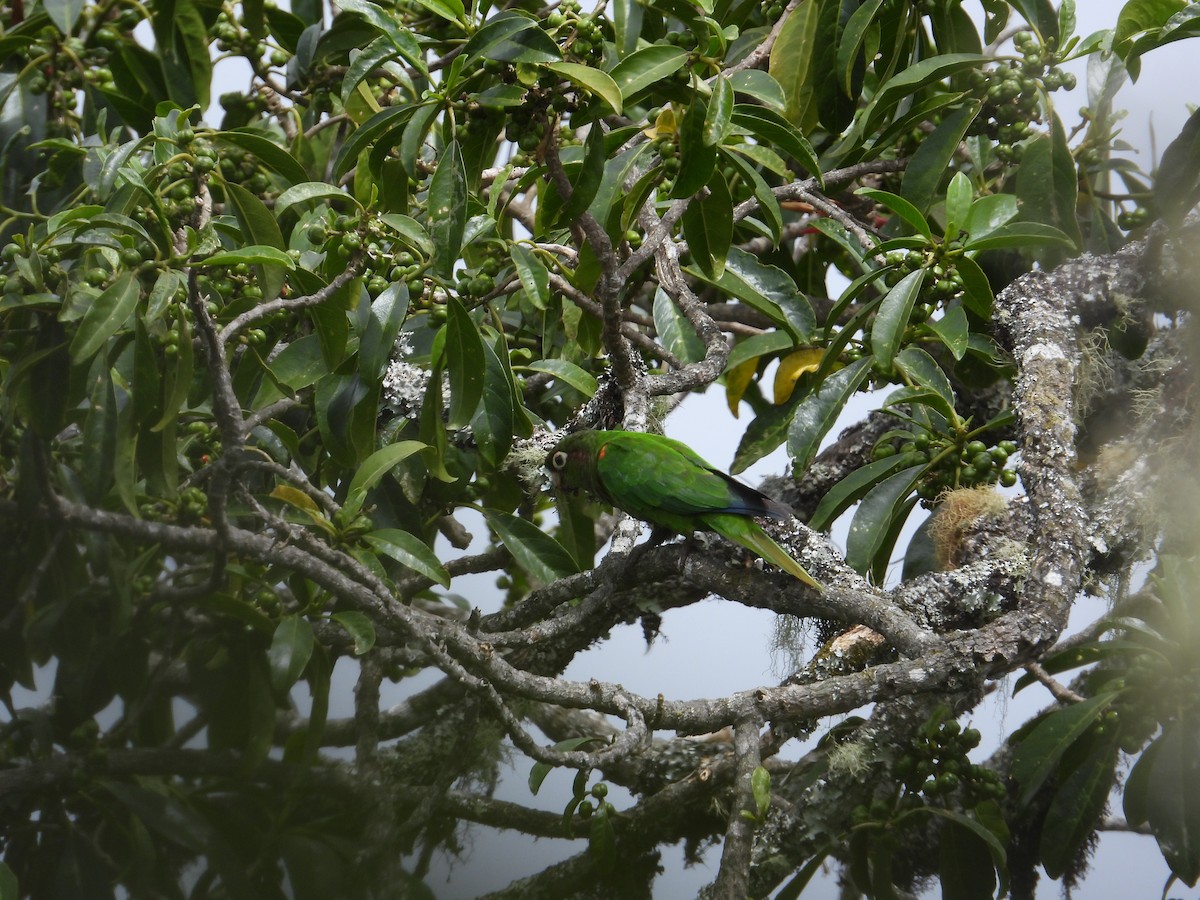 Santa Marta Parakeet - ML633747216