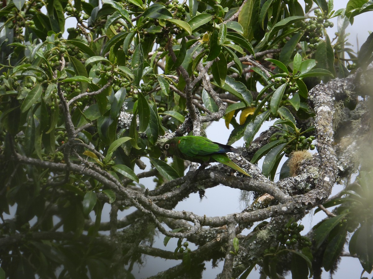Santa Marta Parakeet - ML633747217