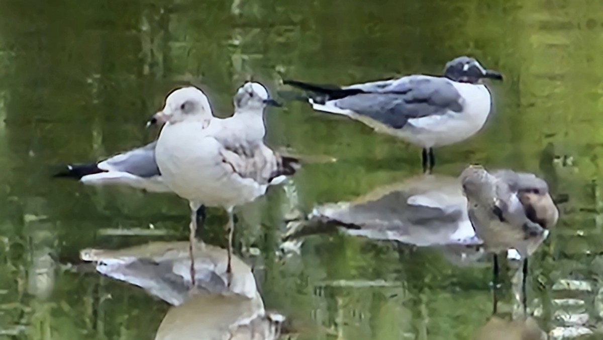Ring-billed Gull - ML633747265